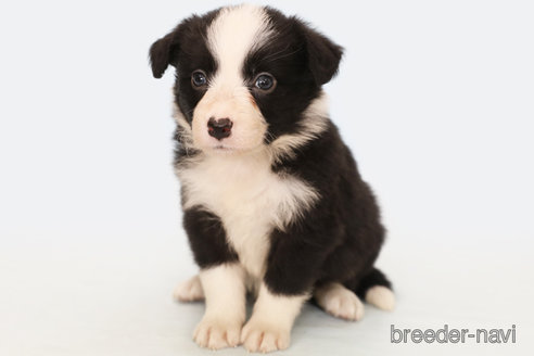 成約済の神奈川県のボーダーコリー-249534の1枚目